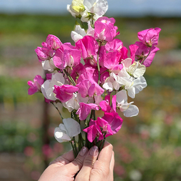 Sweet Pea 'Barbie Mix' - Seeds