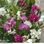 Sweet Pea 'Everlasting Mix' - Seeds