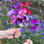 Sweet Pea 'Scentsational Mix' - Seeds