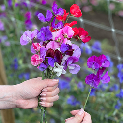 Sweet Pea 'Scentsational Mix' - Seeds