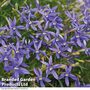 Laurentia 'Indigo Stars'