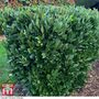 Laurus nobilis