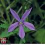 Laurentia 'Avant-Garde Dark Blue' F1 Hybrid - Seeds