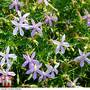 Laurentia 'Grande Blue' - Seeds