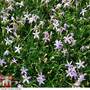 Laurentia 'Grande Bi-Colour' - Seeds