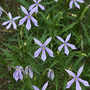 Laurentia 'Blue Stars' - Seeds