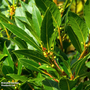 Laurus nobilis