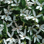 Laurentia 'Shooting Stars' - Seeds