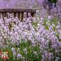 Lavender spicata 'Rosea' - Seeds