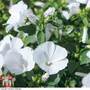 Lavatera trimestris 'Mont Blanc' - Seeds