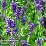 Lavender 'Blue Scent'