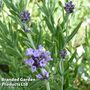 Lavender 'Lavender Lady'
