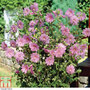 Lavatera x clementii 'Rosea'