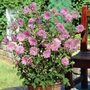 Lavatera x clementii 'Rosea'