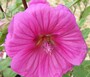 Lavatera x clementii 'Red Rum'