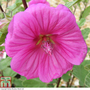 Lavatera x clementii 'Red Rum'