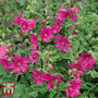 Lavatera x clementii 'Burgundy Wine'