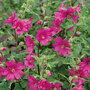 Lavatera x clementii 'Burgundy Wine'