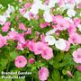 Lavatera trimestris Mixed - Easy Grow Seed Range