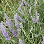 Lavender 'Anniversary Bouquet'