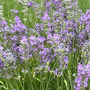 Lavender 'Ashdown Forest'