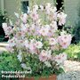 Lavatera x clementii 'Barnsley Baby'