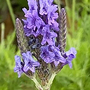 Lavender 'Christiana'
