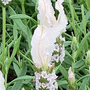 Lavender 'Fairy Wings Blush'