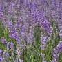 Lavender 'Folgate'