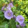 Lavatera 'Lilia Twirl'