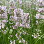 Lavender 'Loddon Pink'