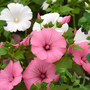 Lavatera 'Loveliness Mixed' - Seeds