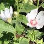 Lavatera x clementii 'Mary Hope'