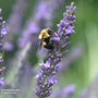 Lavandula × intermedia 'Phenomenal'