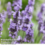 Lavender 'Sensational'