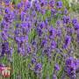 Lavender 'Munstead' - Seeds