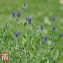Lavender 'Dwarf Blue'
