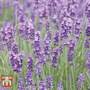 Lavender 'Munstead' - Plug Plants
