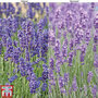 T&M Lavender Duo with Seeds