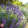 Lavender 'Hidcote'