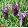 Lavender 'Antibes'