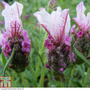Lavender 'Boysenberry Ruffles'