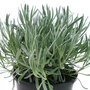 Lavandula × intermedia 'Dutch Group'