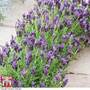 Lavender stoechas 'Bandera'