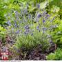 Lavender angustifolia 'Platinum Blonde'