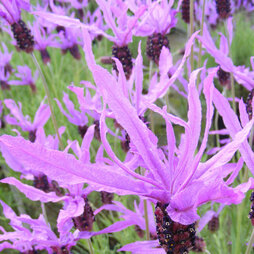 Lavender 'Flaming Purple'
