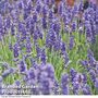 Lavandula × intermedia 'Dutch Group'