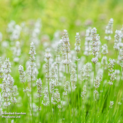 Lavender 'Alba'