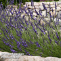 Lavandula × intermedia 'Dutch Group'