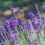 English Lavender